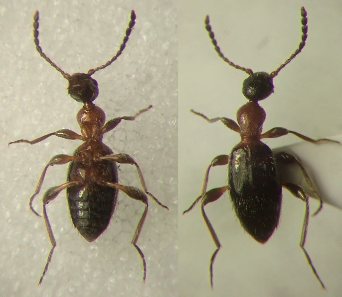 Réf. 252280 — INSECTA > Coleoptera > Anthicidae > Anthelephila